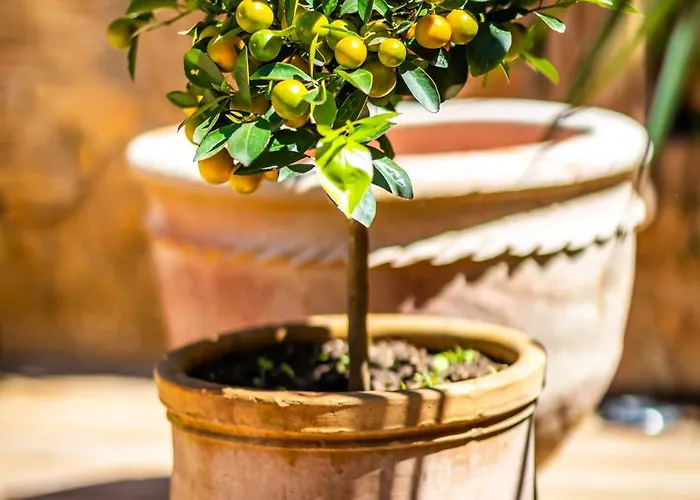 Maison Des Chanoines *